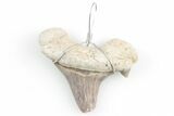 1.25" to 2" Wire Wrapped Otodus Shark Tooth Pendant - Morocco - Photo 3